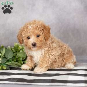 Hunter, Bich-Poo Puppy